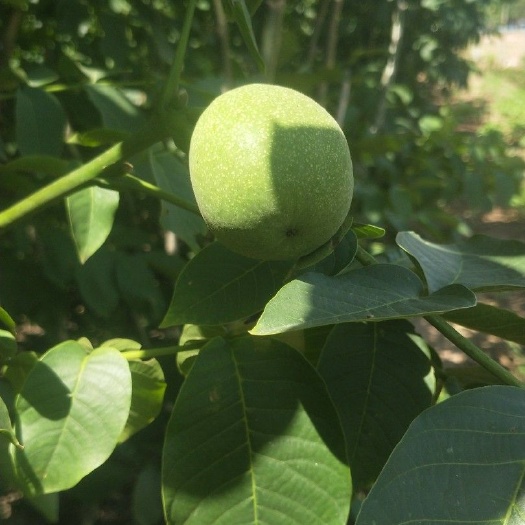 清香核桃苗 大量批发清香核桃树苗，核桃实生苗！