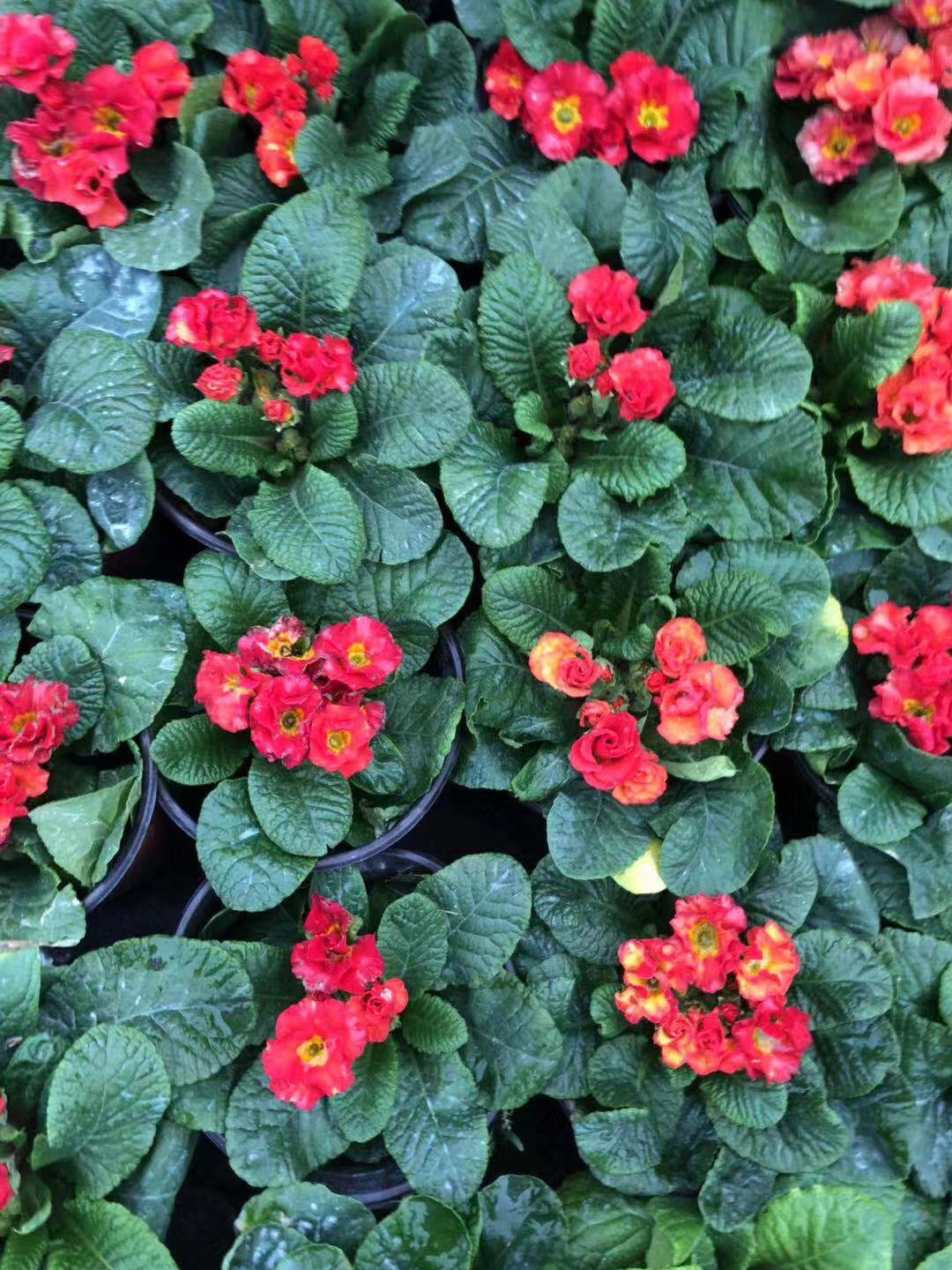 报春花种子  报春花小杯，大杯都有现货四