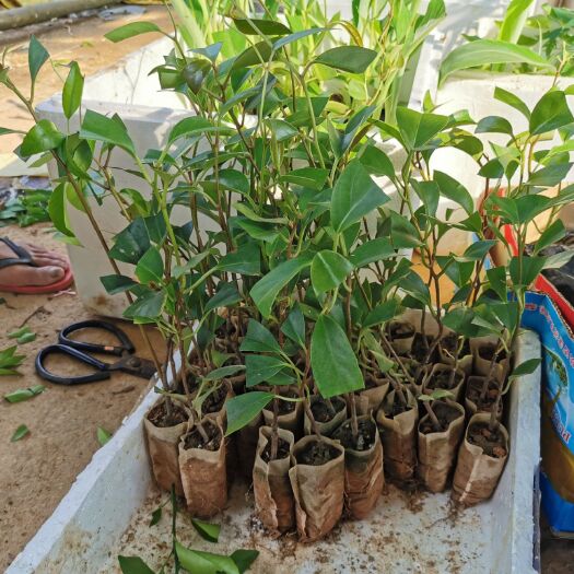 灵山县 黑老虎爬藤树苗南北方种植耐寒品种带土带叶发货