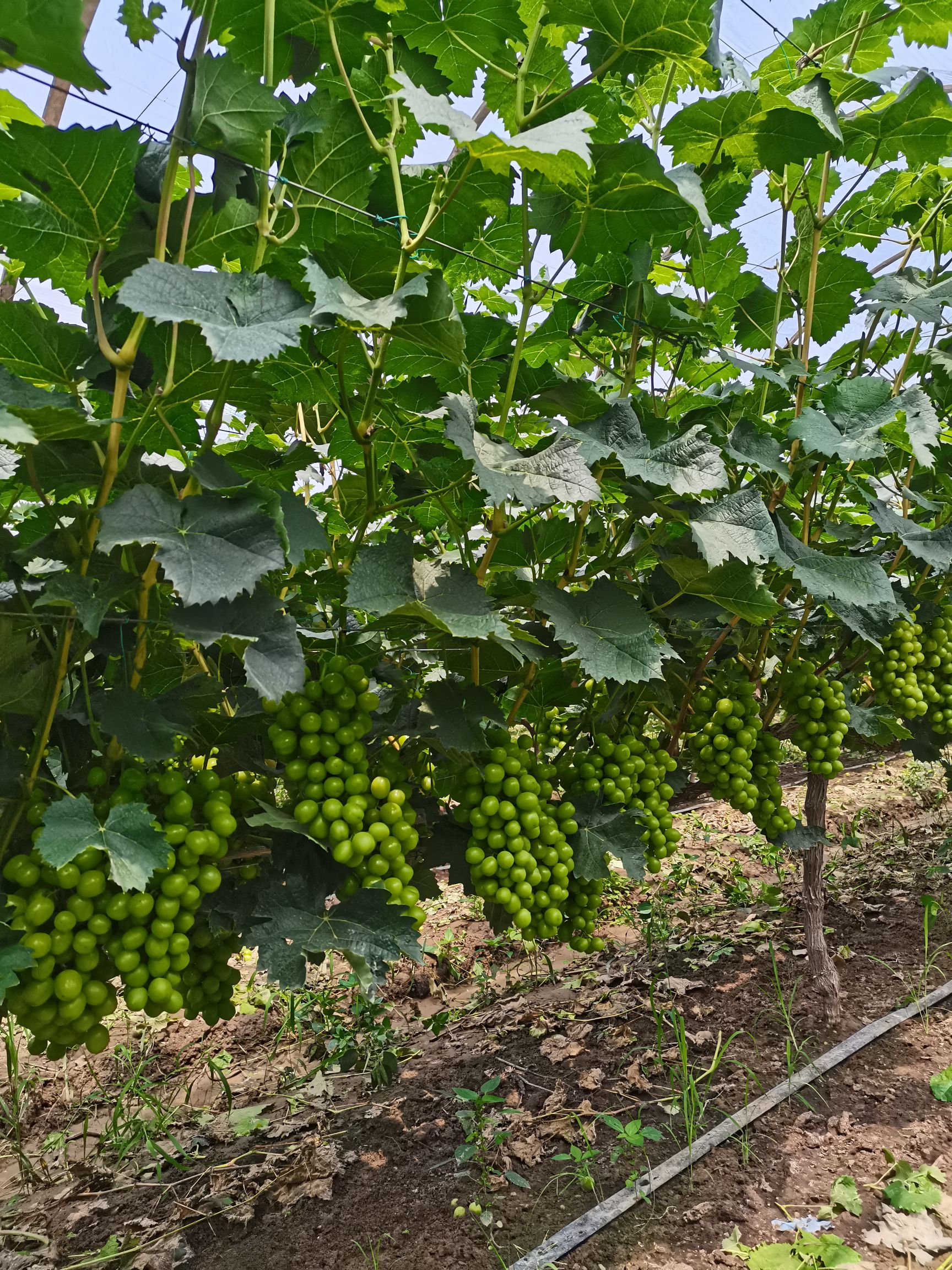  阳光玫瑰葡萄