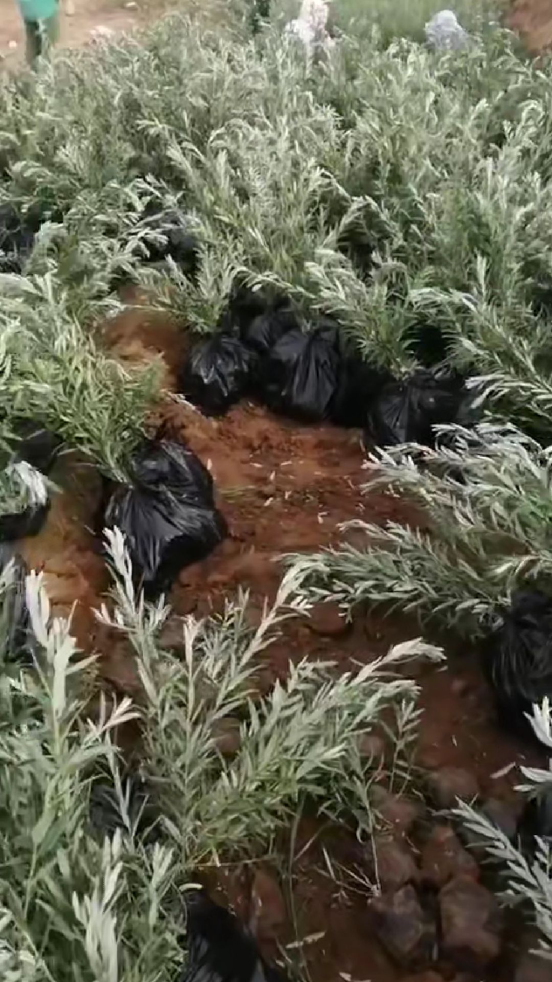 沙棘苗 深秋红沙棘杯苗起苗中