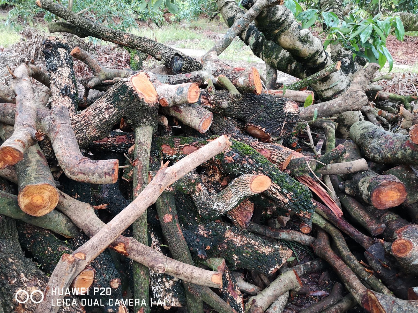  大量出售荔枝木材，可按要求分解，欢迎有需要的老板长期合作…