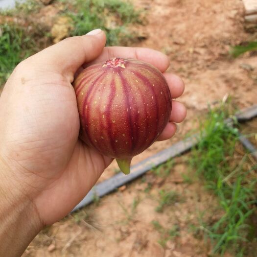 仁寿县 大山里的无花果成熟了