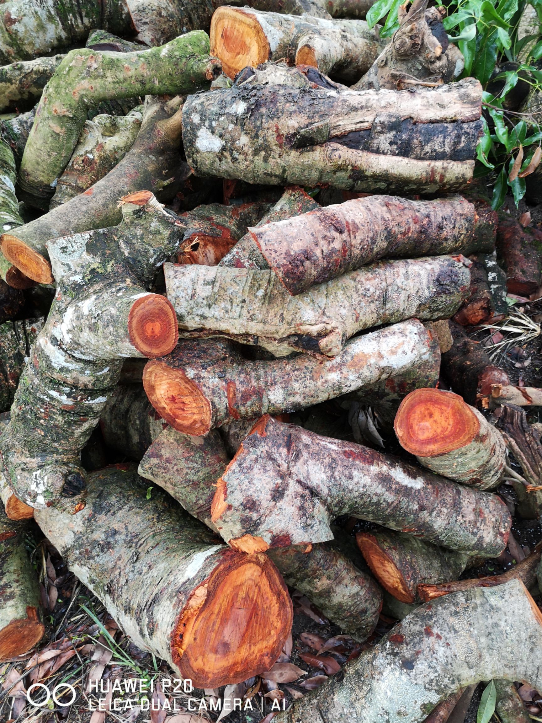  大量出售荔枝木材，可按要求分解，欢迎有需要的老板长期合作…