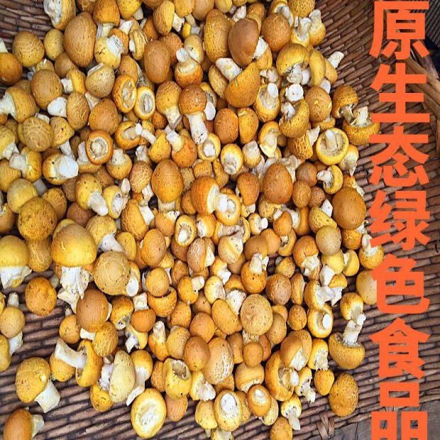 黄蘑 黄绿蜜环菌