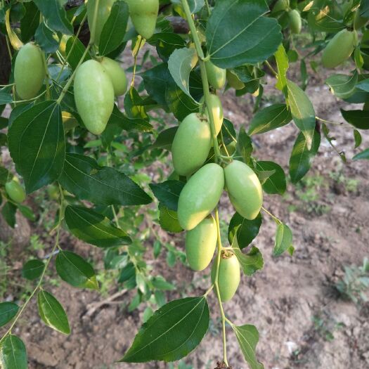 天津马牙枣 种植基地！大量批发！代收！