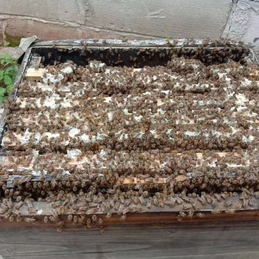 赣州 乡下正宗蜂蜜