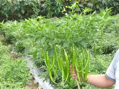定襄县 各种鲜辣椒