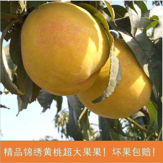 嘉善县 嘉兴锦绣黄桃现货速发新鲜水果现摘当季水果非油桃水蜜桃包邮