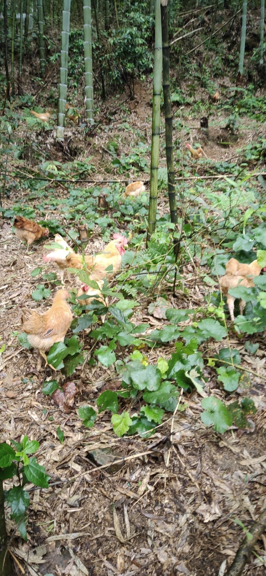 灌木林地  有诚意的朋友可以联系我，实地考察