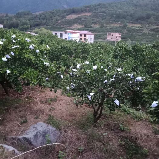 资兴市 湖南东江湖蜜橘，产地直销
