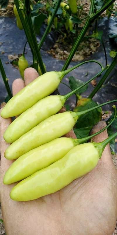 会泽县 山地鲜泡椒，每天供应5吨左右