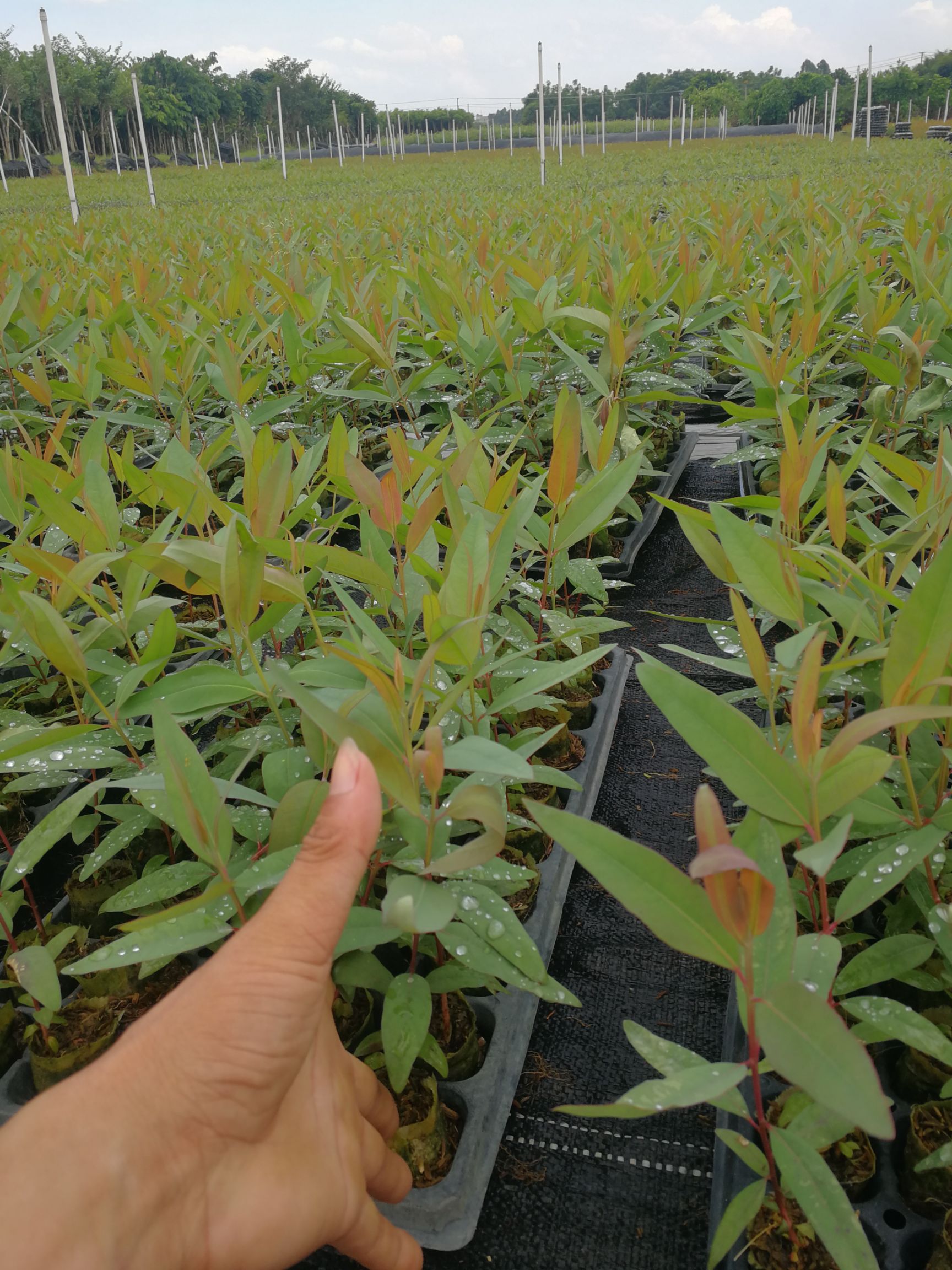  大量岀售，桉树苗，28.29.广9.K3