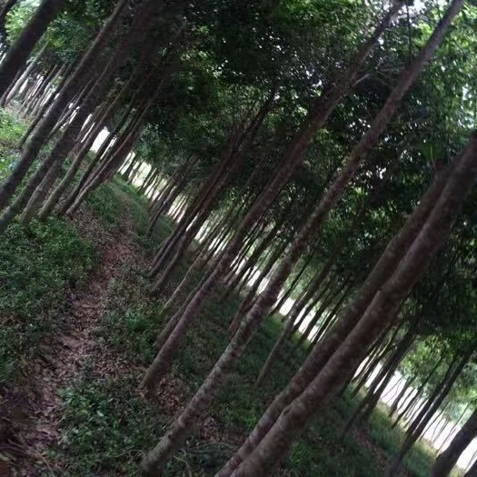 崇左有需要买 土沉香树的吗？种了十年！