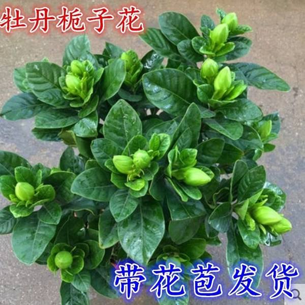  小叶栀子，大叶栀子，罗汉栀子，品种齐全，现挖现发，基地直