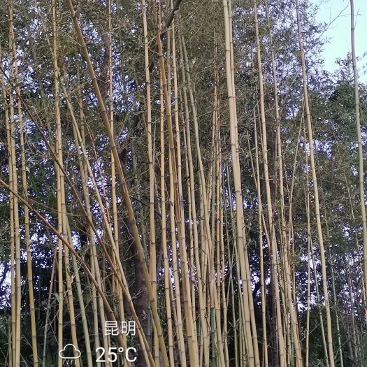 嵩明县 菜架竹/装饰竹（黄金竹、青竹、紫竹、毛竹、慈竹、竹根、竹苗