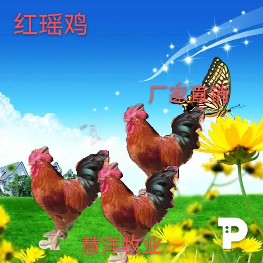 红瑶鸡苗 质量保证 厂家值销 诚信企