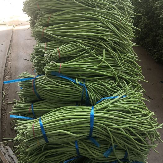 博爱县基地精品长豆角，豇豆大量上市中，代发全国，可视频看货！