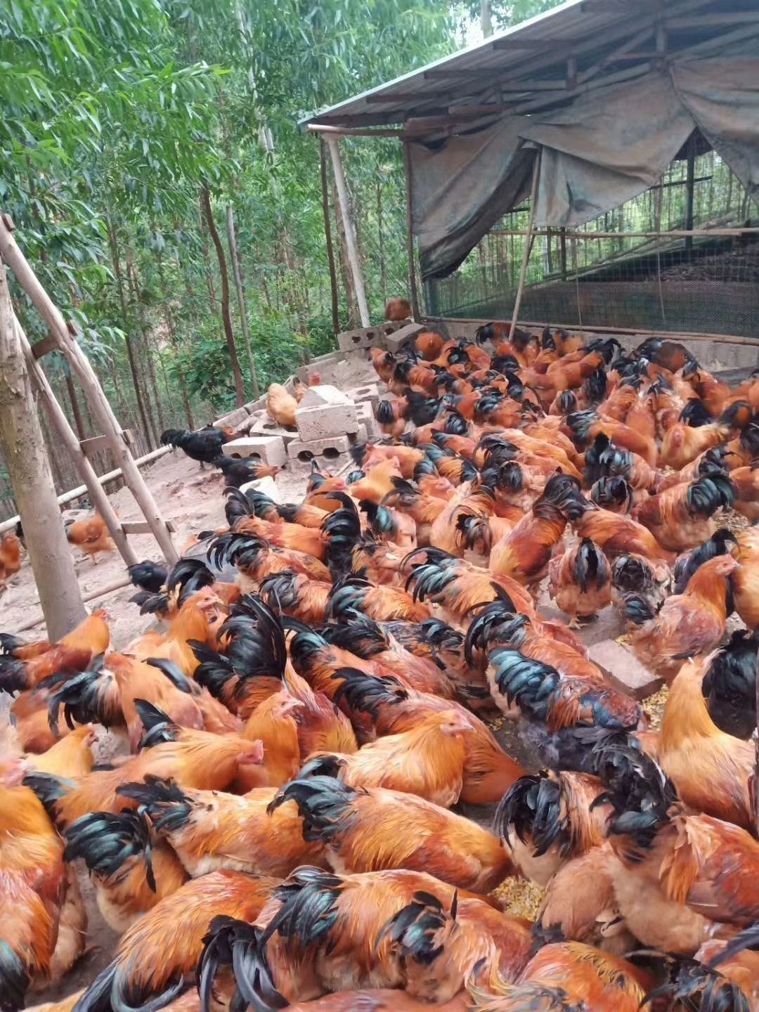 阉鸡 158天，均重5.23，南宁