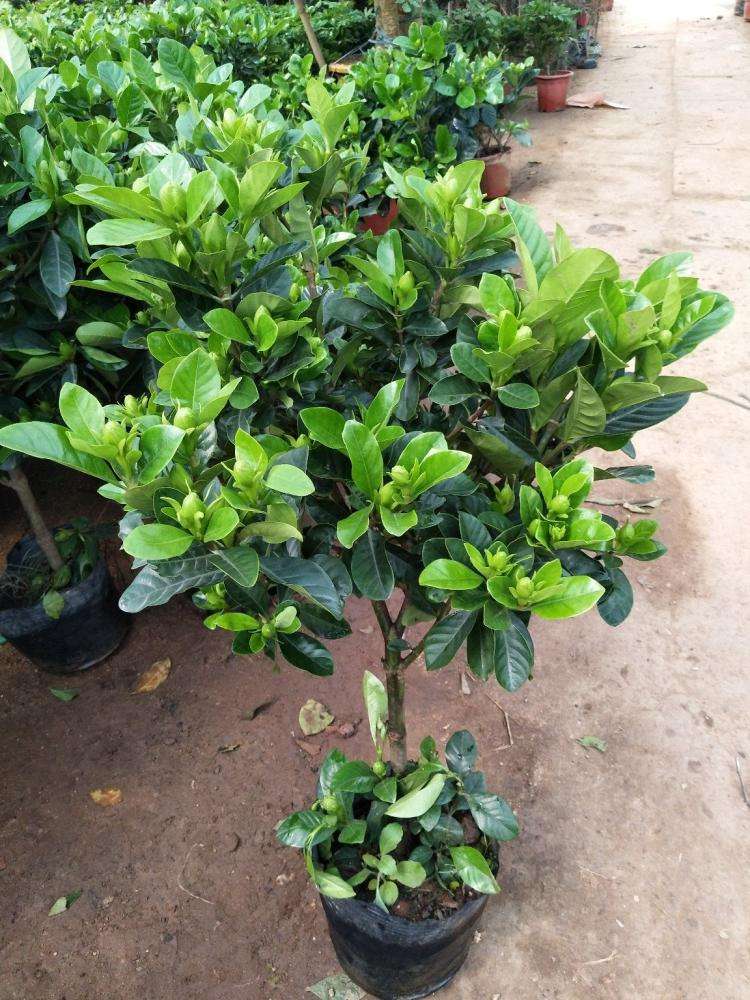  小叶栀子，大叶栀子，罗汉栀子，品种齐全，现挖现发，基地直