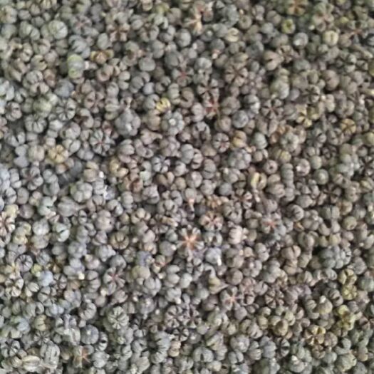 马山县吴茱萸 中花