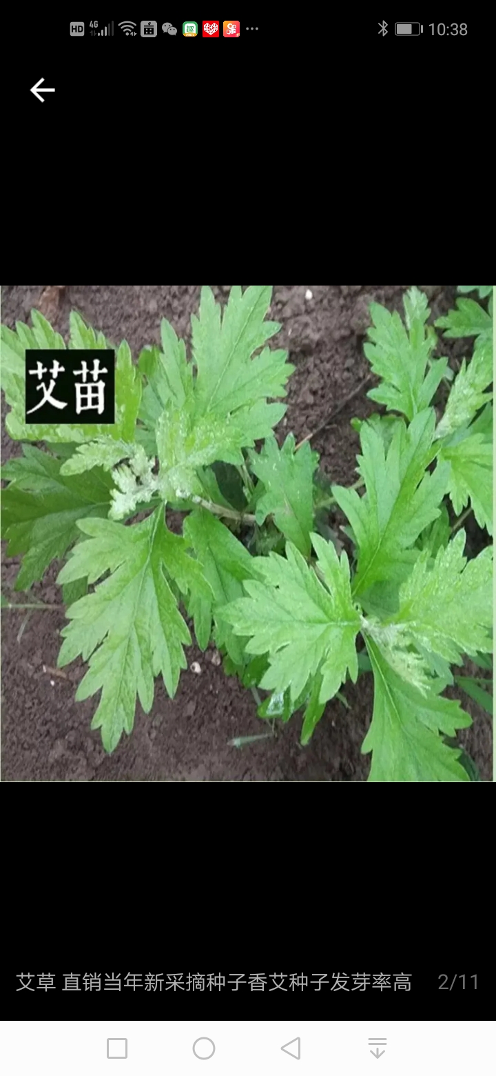 艾草种子 南阳一号品种成活率高出绒率高抗旱抗涝常年栽培殖物