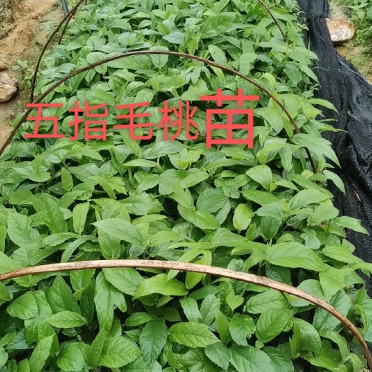 灵山县五指毛桃苗 五指毛挑种植苗