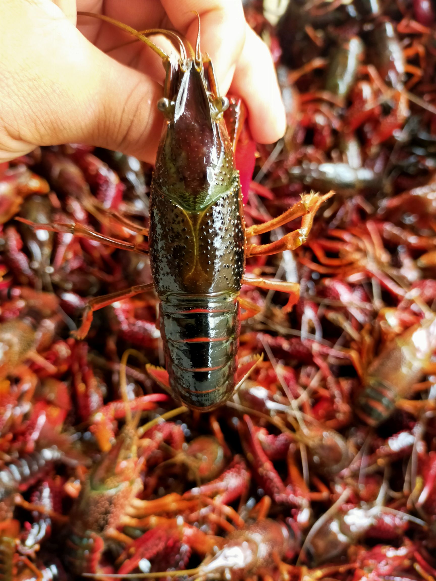  兴化小龙虾，兴化塘养殖小龙虾，大红