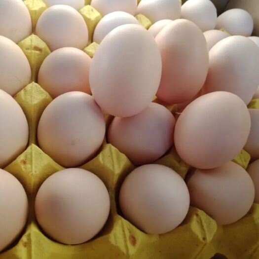 精品粉壳鸡蛋，单色加红蛋/双色蛋/散养土鸡蛋/360枚一箱