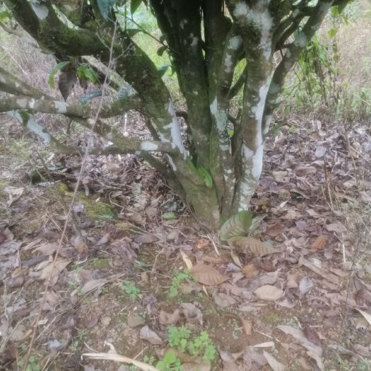 耿马县拉祜古茶 自己家的茶圆，自产自销，，口粮茶