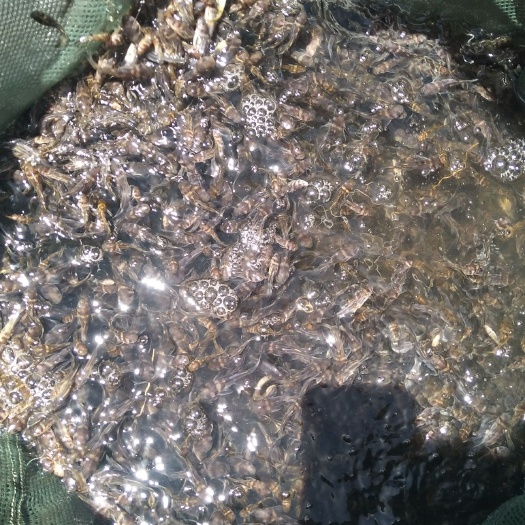 眉山黄骨鱼苗  黄辣丁，黄骨鱼，一年出成鱼，病少好养价格好，黄颡