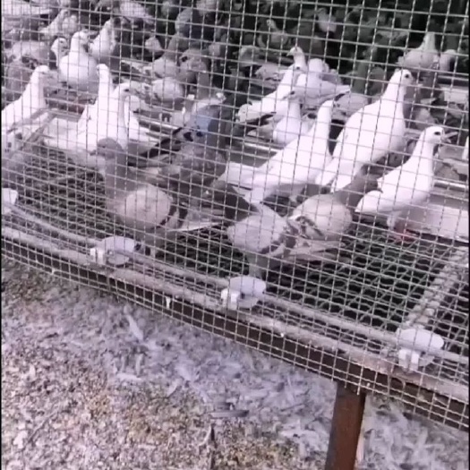 肃宁县乳鸽 自家原粮喂养