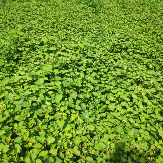 织金县 贵州织金白泥大树脚村 折耳根鲜根，鱼腥草鲜根。
