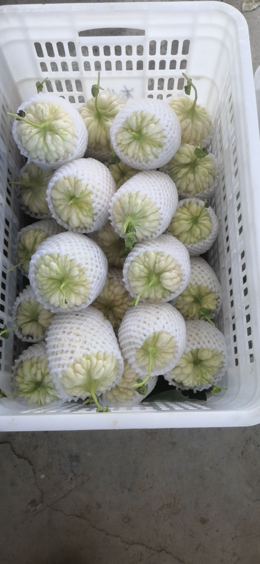  可以生吃的苦瓜甜度有6度