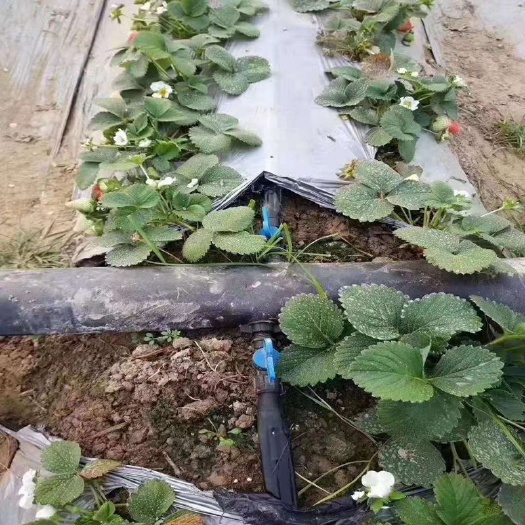 鄄城县贴片式滴灌带 北京延庆区 草莓种植基地 滴灌带铺设 贴片滴灌带