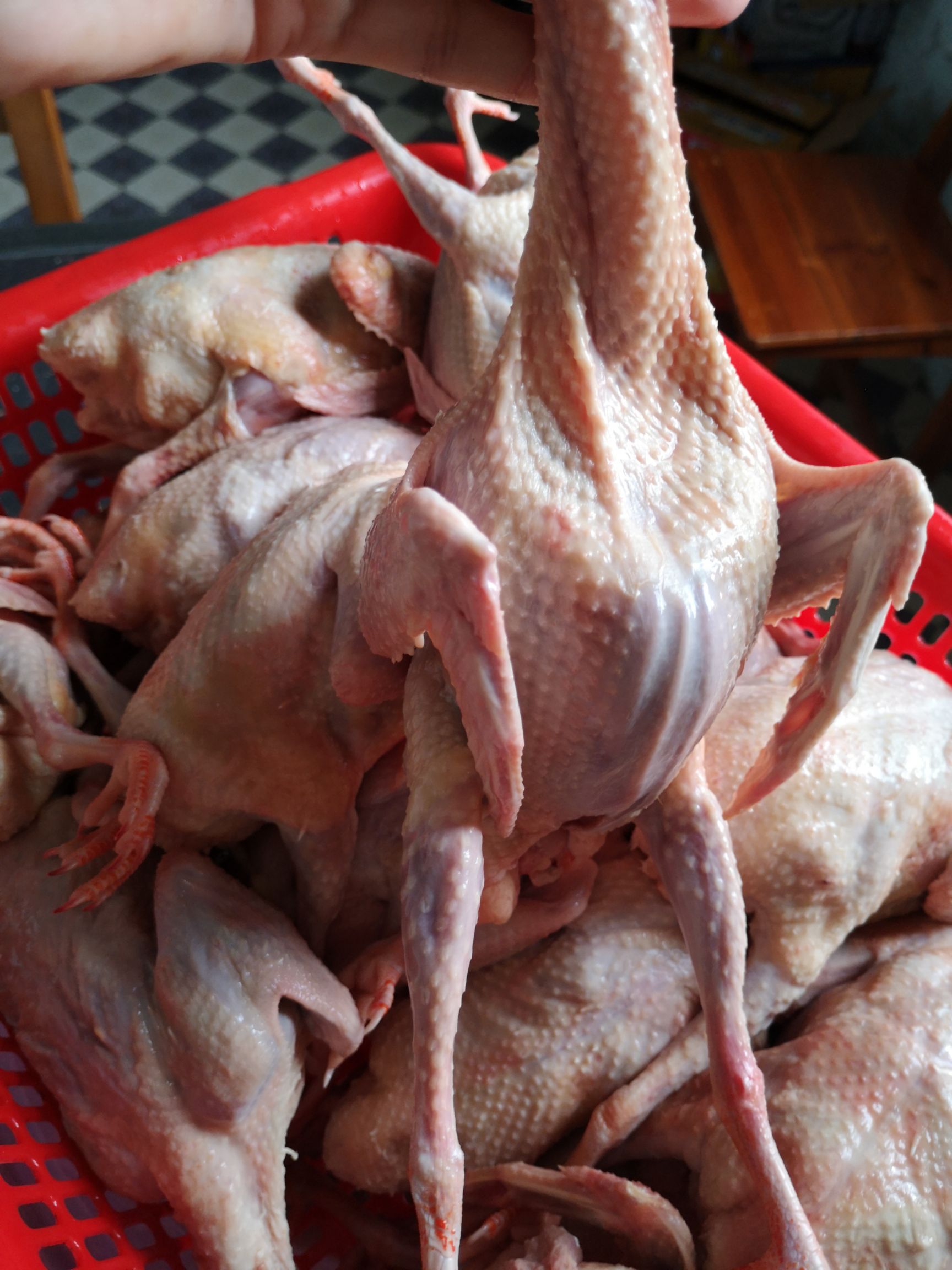 白鸽  白条新鲜鸽子  先下单后现杀  速冻鸽