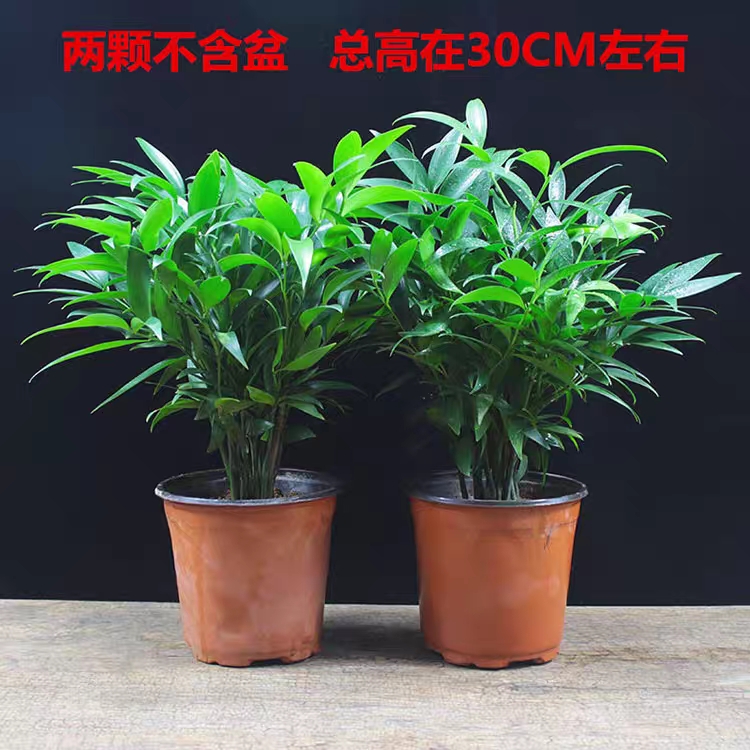 肉托竹柏 自家基地种植3年成品苗，一手货源。