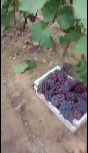 威县京亚葡萄