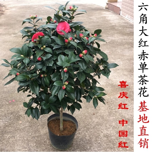 漳平市红赤丹山茶花树苗盆栽带苞六角大红 粉赤丹粉丹对版花卉绿植庭