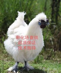 昆明乌骨鸡苗  云南正宗白凤乌鸡苗，农科院大苗，品质优良，包打疫