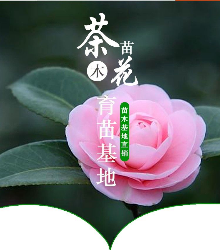 红赤丹山茶花树苗盆栽带苞六角大红 粉赤丹粉丹对版花卉绿植庭