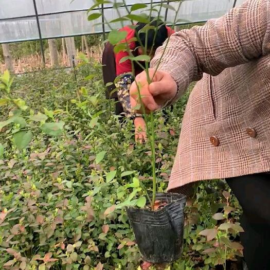 莒南县蓝莓组培苗 蓝莓钵苗，组胚苗，30－50－70高