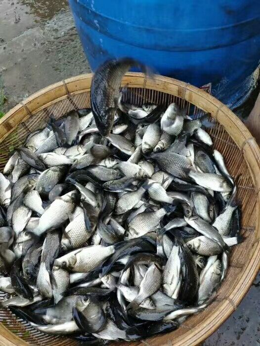 博罗县池鲤鱼 人工养殖 0.5公斤以下