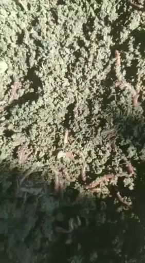 南宁 优质牛粪原料蚯蚓粪