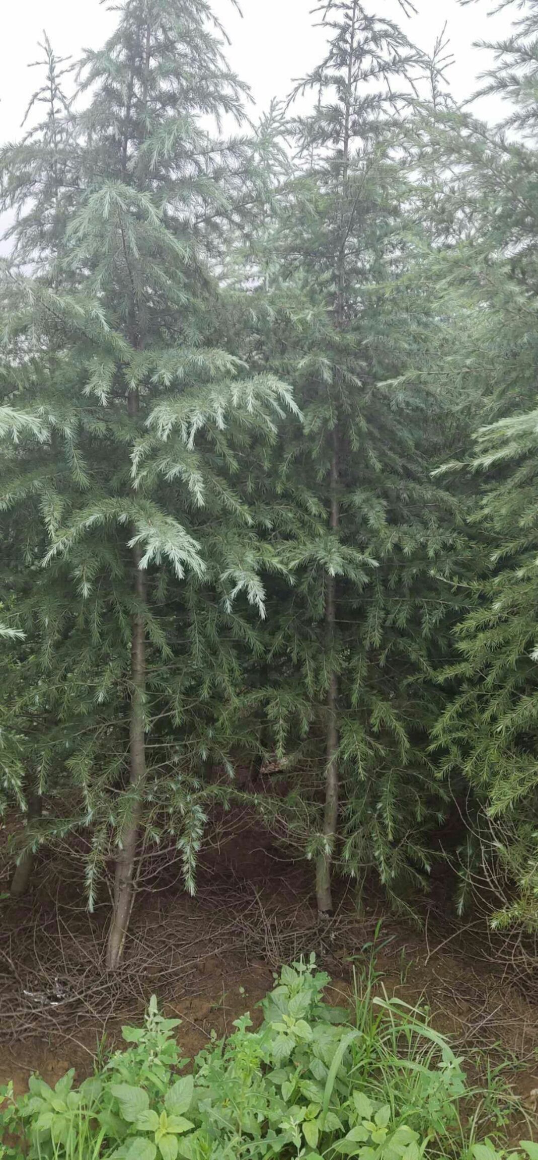  雪松