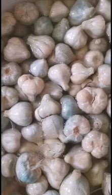 巴彦淖尔 糖醋蒜