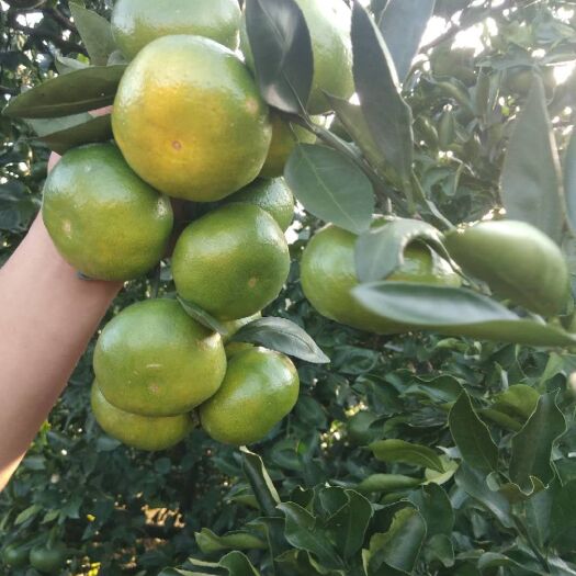 广南县大分蜜桔