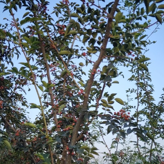 芮城县大红袍花椒 大红袍