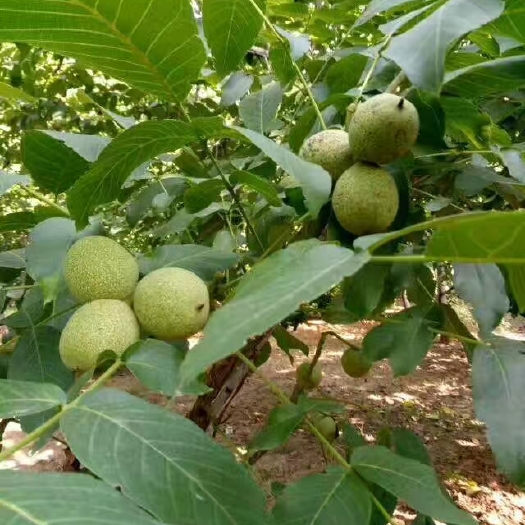 蒲城县 青皮核桃基地直供，产园走货