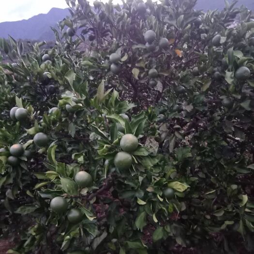 资兴市东江湖蜜橘 万宏果业，湖南东江蜜橘产地直销